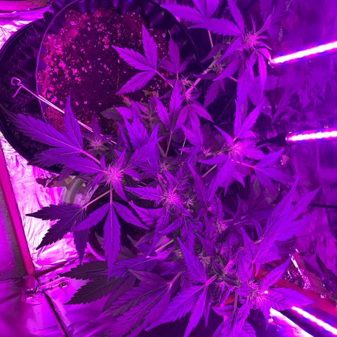 Brata Kauc growlog timeline photo
