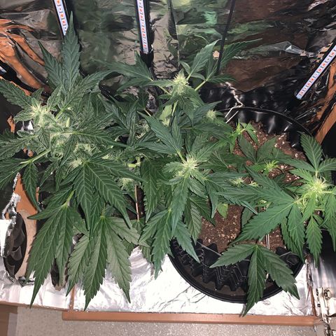 Brata Kauc growlog timeline photo