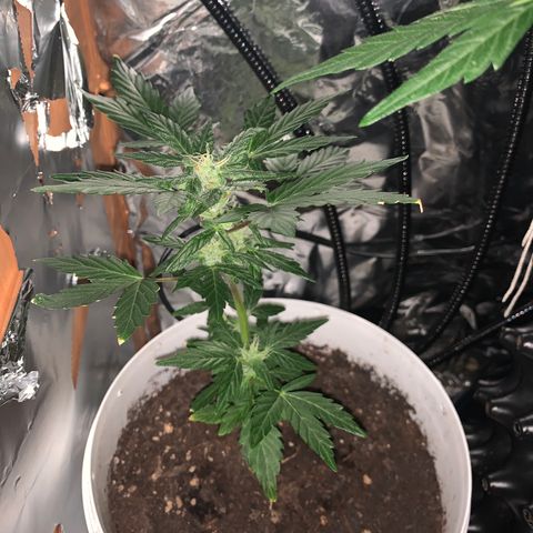 Brata Kauc growlog timeline photo