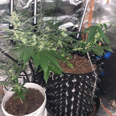 Brata Kauc growlog timeline photo