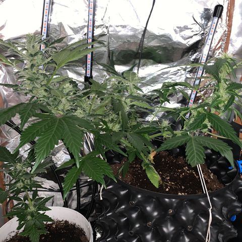 Brata Kauc growlog timeline photo