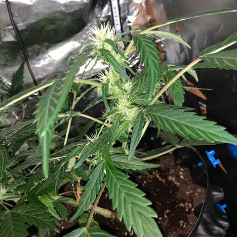Brata Kauc growlog timeline photo