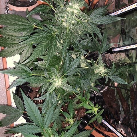 Brata Kauc growlog timeline photo