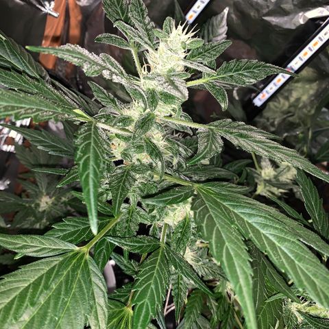 Brata Kauc growlog timeline photo
