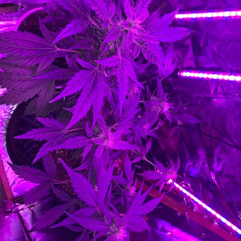 Brata Kauc growlog timeline photo