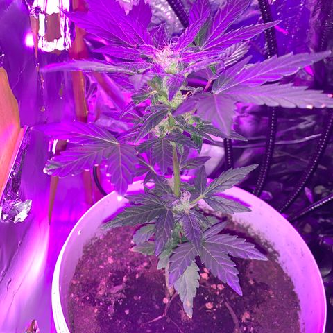 Brata Kauc growlog timeline photo