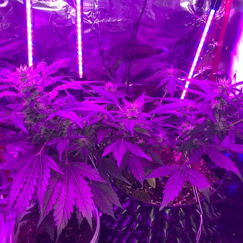Brata Kauc growlog timeline photo