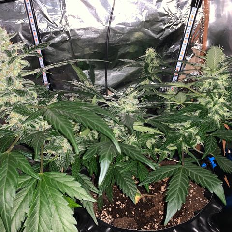 Brata Kauc growlog timeline photo