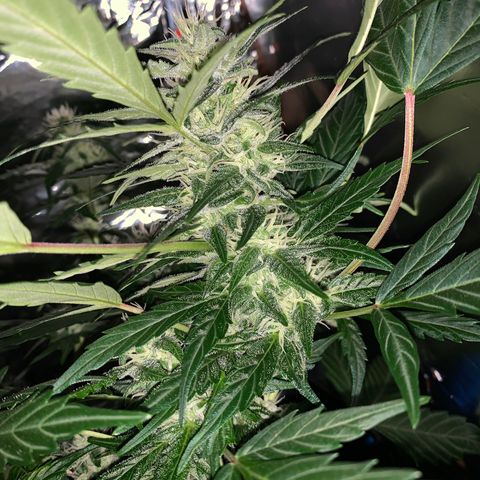 Brata Kauc growlog timeline photo