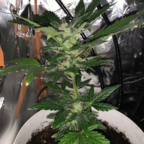 Brata Kauc growlog timeline photo