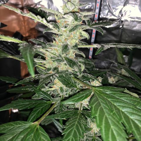 Brata Kauc growlog timeline photo