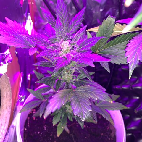 Brata Kauc growlog timeline photo