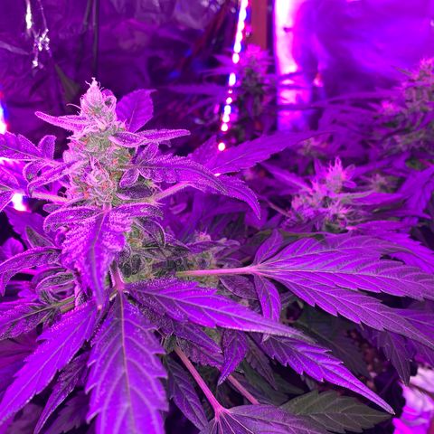Brata Kauc growlog timeline photo