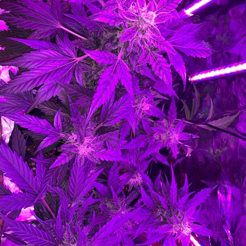 Brata Kauc growlog timeline photo