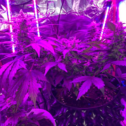 Brata Kauc growlog timeline photo
