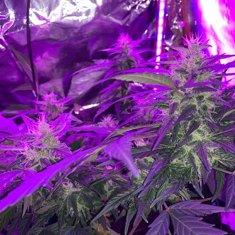 Brata Kauc growlog timeline photo