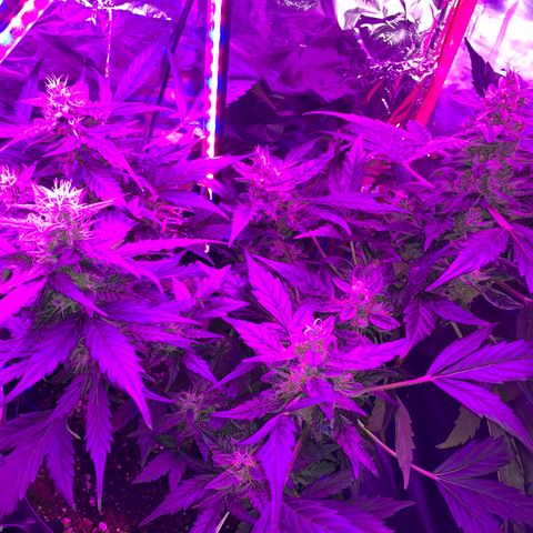 Brata Kauc growlog timeline photo