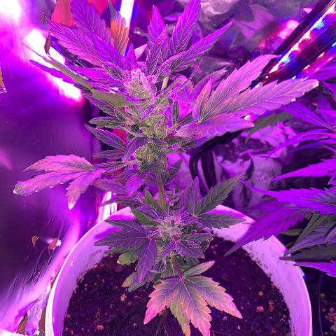 Brata Kauc growlog timeline photo