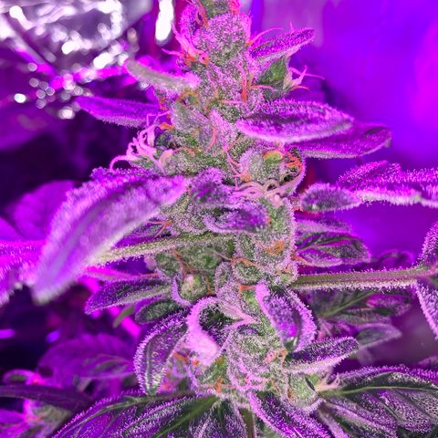 Brata Kauc growlog timeline photo