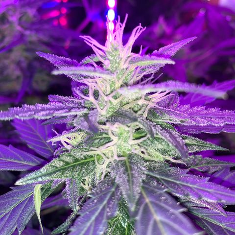 Brata Kauc growlog timeline photo