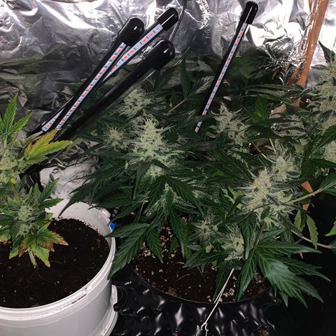 Brata Kauc growlog timeline photo