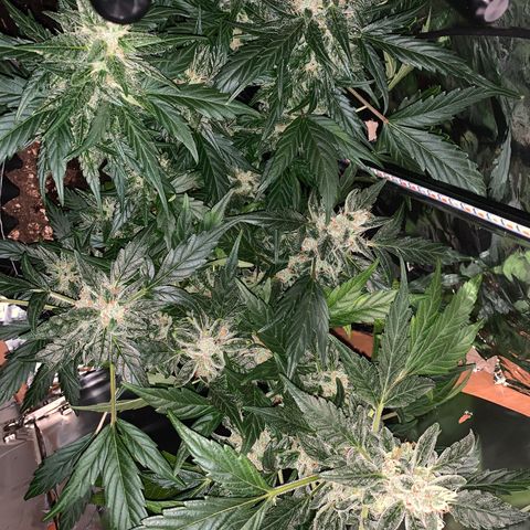 Brata Kauc growlog timeline photo