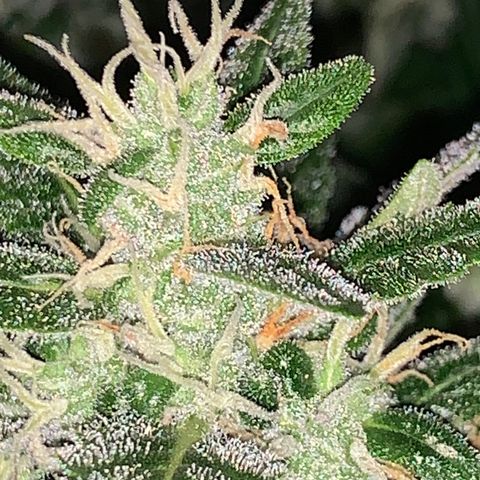 Brata Kauc growlog timeline photo