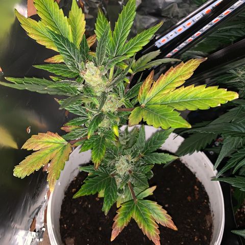 Brata Kauc growlog timeline photo