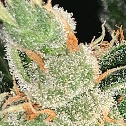Brata Kauc growlog timeline photo