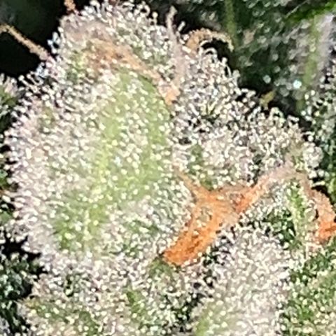 Brata Kauc growlog timeline photo