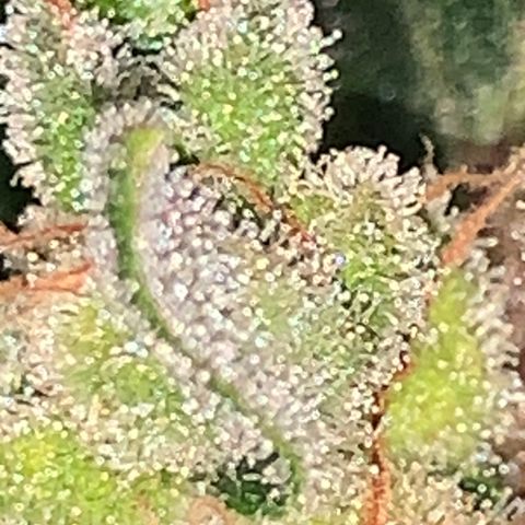 Brata Kauc growlog timeline photo