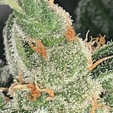 Brata Kauc growlog timeline photo