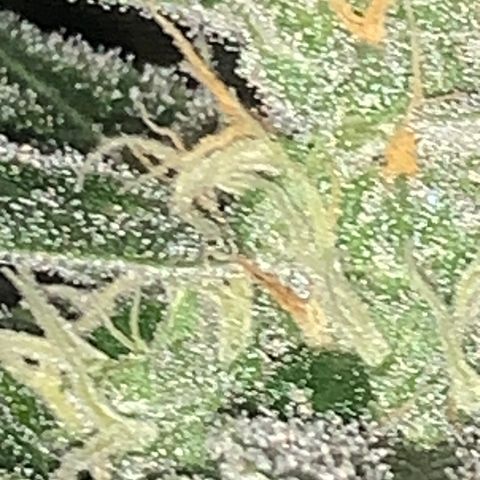 Brata Kauc growlog timeline photo