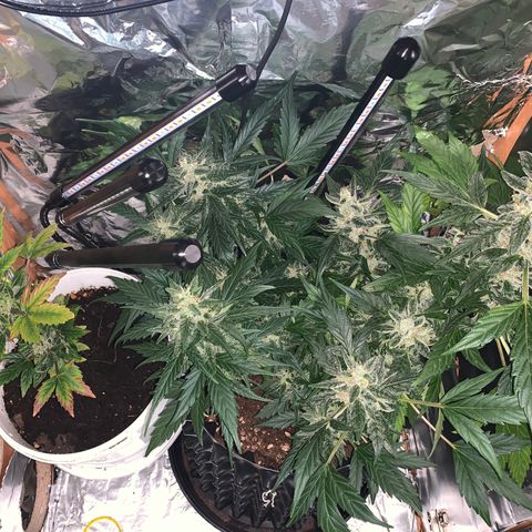 Brata Kauc growlog timeline photo