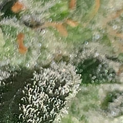 Brata Kauc growlog timeline photo