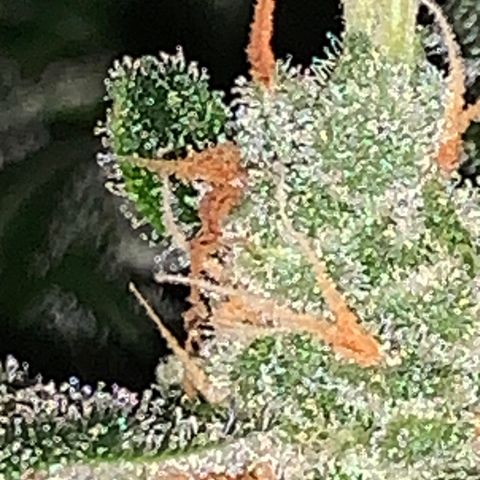 Brata Kauc growlog timeline photo