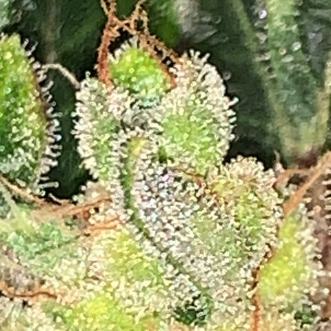 Brata Kauc growlog timeline photo