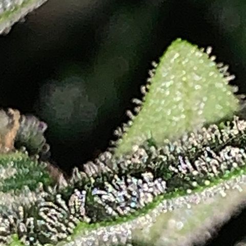 Brata Kauc growlog timeline photo