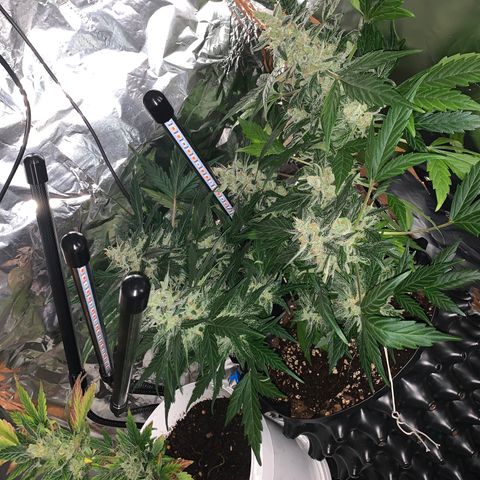 Brata Kauc growlog timeline photo