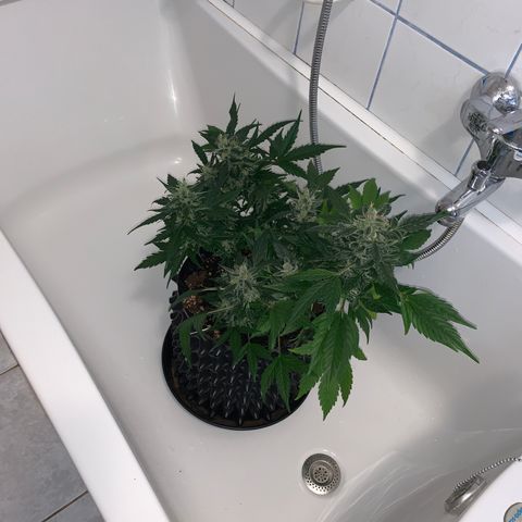 Brata Kauc growlog timeline photo