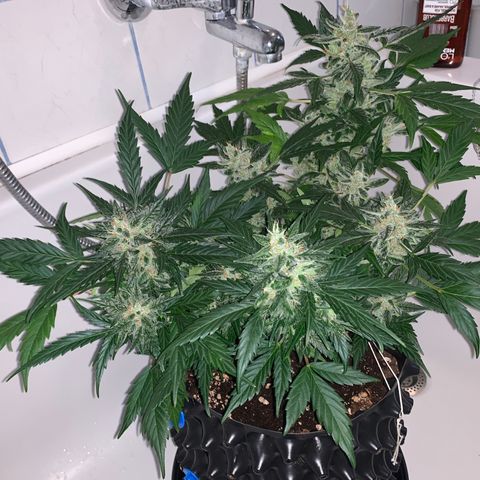 Brata Kauc growlog timeline photo
