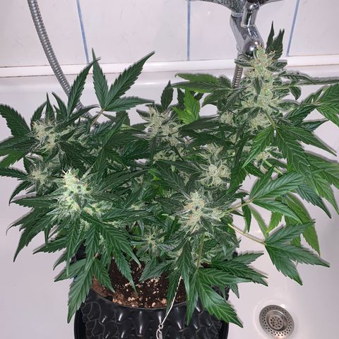 Brata Kauc growlog timeline photo
