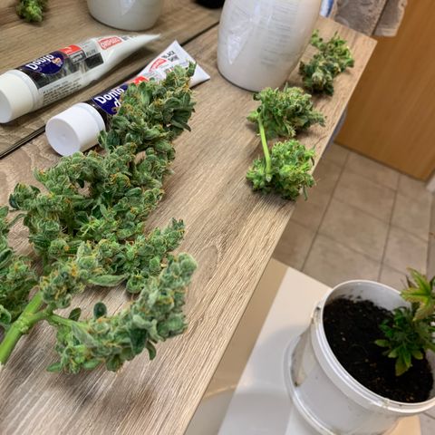 Brata Kauc growlog timeline photo