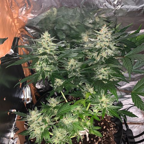 Brata Kauc growlog timeline photo