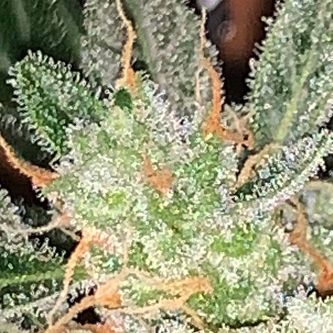 Brata Kauc growlog timeline photo