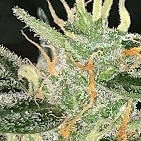 Brata Kauc growlog timeline photo