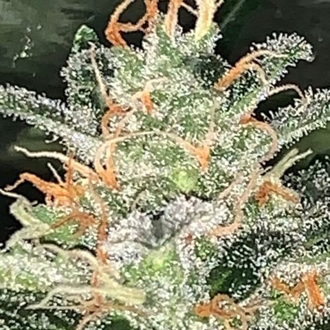 Brata Kauc growlog timeline photo
