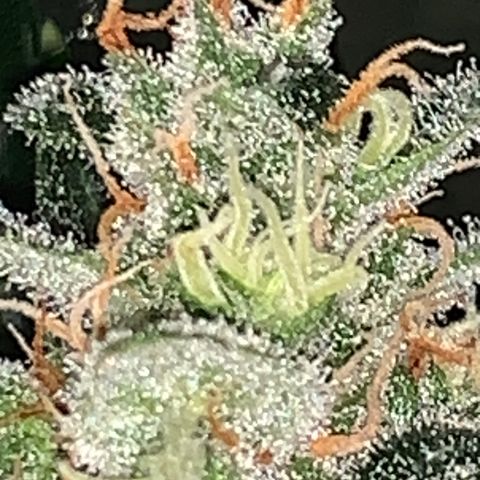 Brata Kauc growlog timeline photo