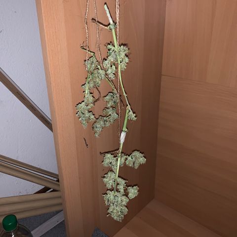 Brata Kauc growlog timeline photo