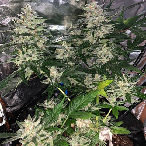 Brata Kauc growlog timeline photo